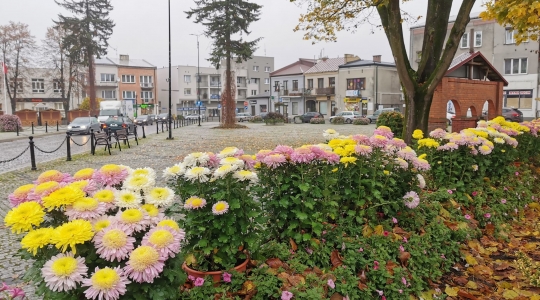 Zdjęcie 4 - Chryzantemy przyozdobią miasto