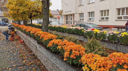 Zdjęcie 5 - Chryzantemy przyozdobią miasto