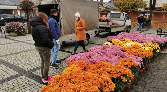 Zdjęcie 9 - Chryzantemy przyozdobią miasto