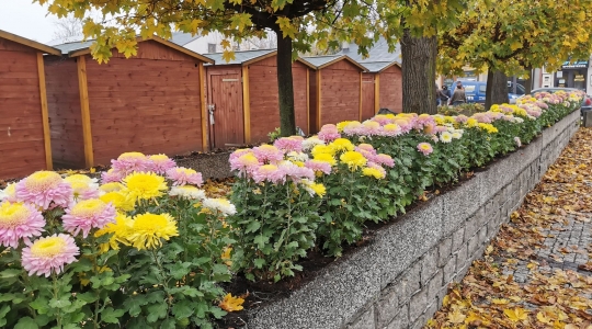 Zdjęcie 12 - Chryzantemy przyozdobią miasto
