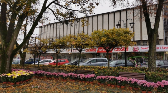 Zdjęcie 14 - Chryzantemy przyozdobią miasto