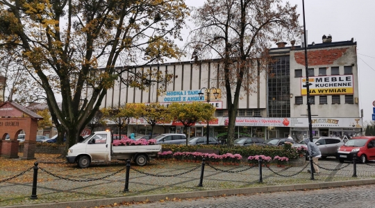Zdjęcie 17 - Chryzantemy przyozdobią miasto