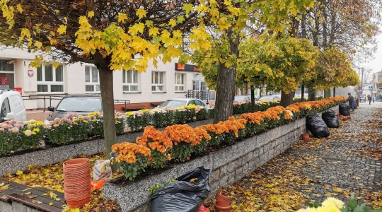 Zdjęcie 18 - Chryzantemy przyozdobią miasto