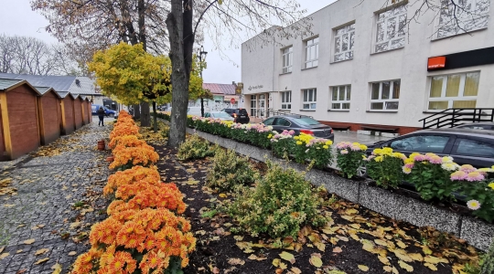 Zdjęcie 20 - Chryzantemy przyozdobią miasto