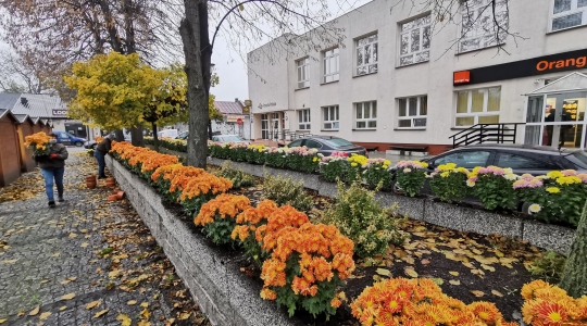 Zdjęcie 24 - Chryzantemy przyozdobią miasto