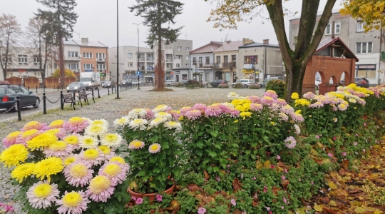 Zdjęcie 25 - Chryzantemy przyozdobią miasto