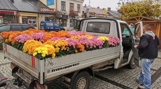 Zdjęcie 28 - Chryzantemy przyozdobią miasto