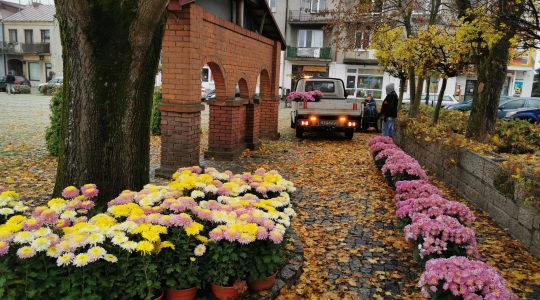 Zdjęcie 30 - Chryzantemy przyozdobią miasto