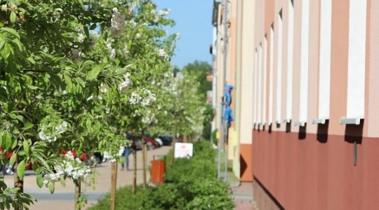 Zdjęcie 9 - Aleja Jabłoniowa - wiosna 2021
