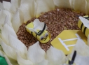 Zdjęcie 25 - "Pszczoła to skarb"