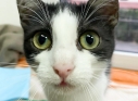 Zdjęcie 1 - Adopcje kotów i psów z Kraśnickiego Stowarzyszenia Pomocy Zwierzętom "Tulimy"