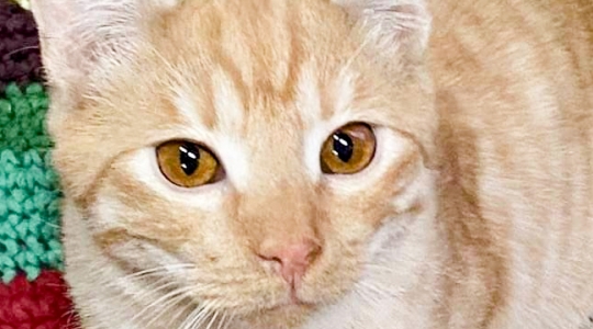 Zdjęcie 3 - Adopcje kotów i psów z Kraśnickiego Stowarzyszenia Pomocy Zwierzętom "Tulimy"