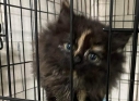Zdjęcie 4 - Adopcje kotów i psów z Kraśnickiego Stowarzyszenia Pomocy Zwierzętom "Tulimy"