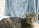 Zdjęcie 5 - Adopcje kotów i psów z Kraśnickiego Stowarzyszenia Pomocy Zwierzętom "Tulimy"