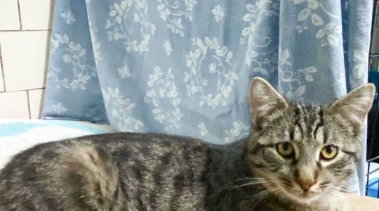 Zdjęcie 5 - Adopcje kotów i psów z Kraśnickiego Stowarzyszenia Pomocy Zwierzętom "Tulimy"