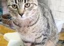 Zdjęcie 13 - Adopcje kotów i psów z Kraśnickiego Stowarzyszenia Pomocy Zwierzętom "Tulimy"