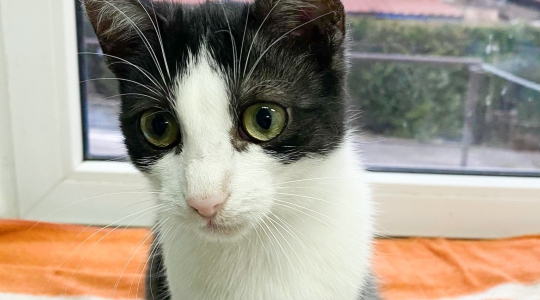 Zdjęcie 14 - Adopcje kotów i psów z Kraśnickiego Stowarzyszenia Pomocy Zwierzętom "Tulimy"