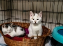 Zdjęcie 15 - Adopcje kotów i psów z Kraśnickiego Stowarzyszenia Pomocy Zwierzętom "Tulimy"