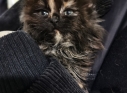 Zdjęcie 16 - Adopcje kotów i psów z Kraśnickiego Stowarzyszenia Pomocy Zwierzętom "Tulimy"