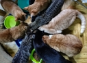 Zdjęcie 18 - Adopcje kotów i psów z Kraśnickiego Stowarzyszenia Pomocy Zwierzętom "Tulimy"