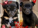 Zdjęcie 20 - Adopcje kotów i psów z Kraśnickiego Stowarzyszenia Pomocy Zwierzętom "Tulimy"