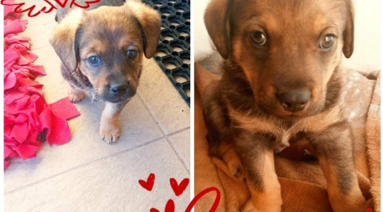 Zdjęcie 21 - Adopcje kotów i psów z Kraśnickiego Stowarzyszenia Pomocy Zwierzętom "Tulimy"