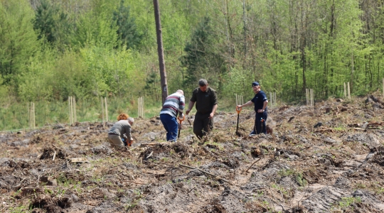 Zdjęcie 7 - Łączą Nas Drzewa - akcja nasadzeń w kraśnickim lesie