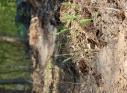 Zdjęcie 8 - Łączą Nas Drzewa - akcja nasadzeń w kraśnickim lesie