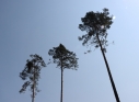 Zdjęcie 17 - Łączą Nas Drzewa - akcja nasadzeń w kraśnickim lesie