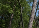 Zdjęcie 22 - Łączą Nas Drzewa - akcja nasadzeń w kraśnickim lesie