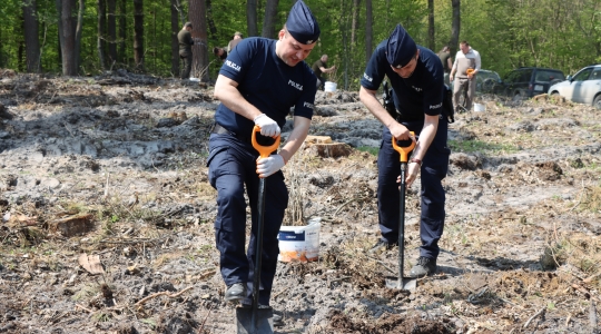 Zdjęcie 46 - Łączą Nas Drzewa - akcja nasadzeń w kraśnickim lesie