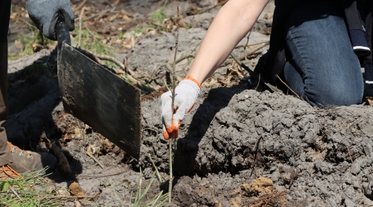 Zdjęcie 51 - Łączą Nas Drzewa - akcja nasadzeń w kraśnickim lesie