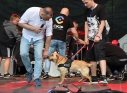 Zdjęcie 156 - Koncert Organek, Bovska, Pawkin, Alien