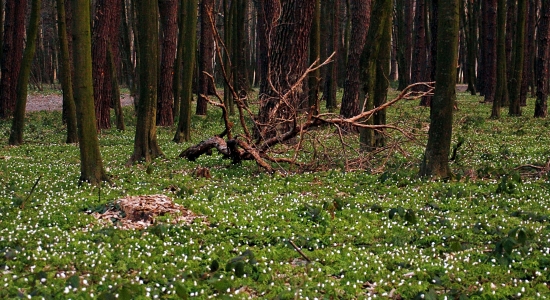 Zdjęcie - Tymczasowy zakaz korzystania z lasów