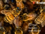 Zdjęcie - Światowy Dzień Pszczół. Pamiętajmy o tych pożytecznych owadach.
