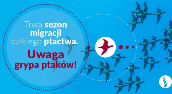 Zdjęcie - Uwaga, grypa ptaków!