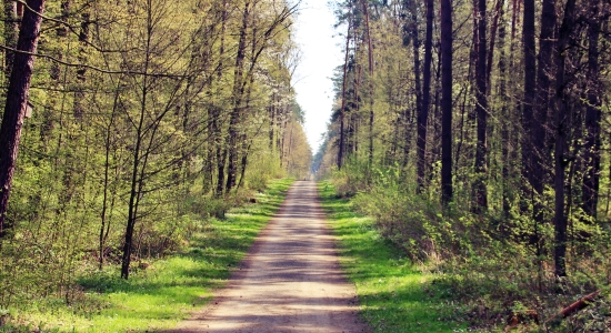 Zdjęcie - Jesienna akcja szczepień lisów przeciwko wściekliź...