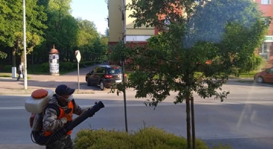 Zdjęcie - Uwaga: planowane opryski jabłoni przy Al. Niepodległości